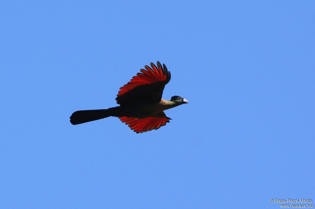 Purple-crested Turaco male adult, Flight