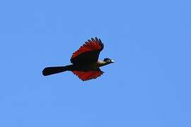 Purple-crested Turaco