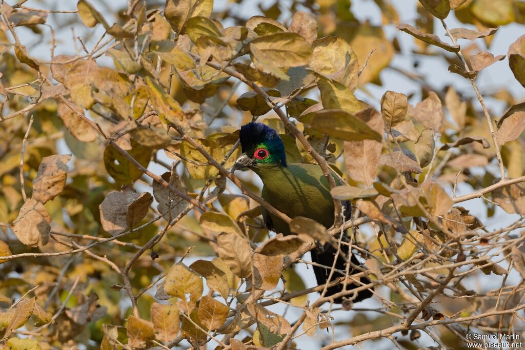 Touraco à huppe splendide