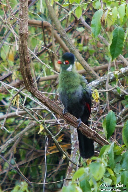 White-cheeked Turaco male adult