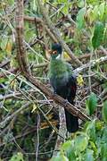 White-cheeked Turaco