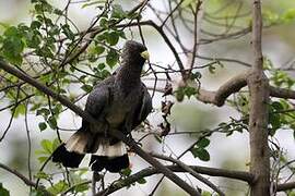 Eastern Plantain-eater