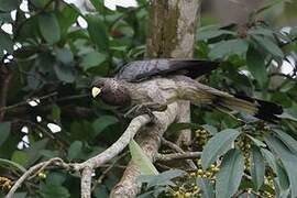 Eastern Plantain-eater