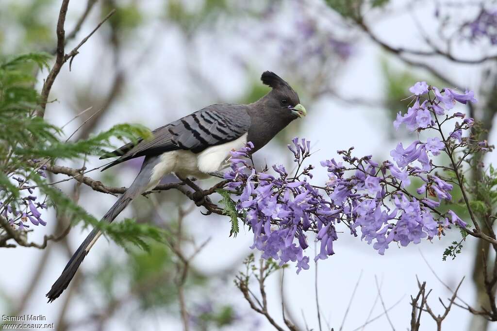 White-bellied Go-away-bird female adult