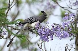 White-bellied Go-away-bird