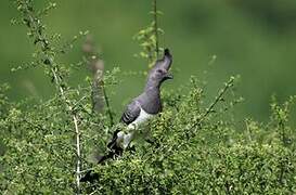 White-bellied Go-away-bird