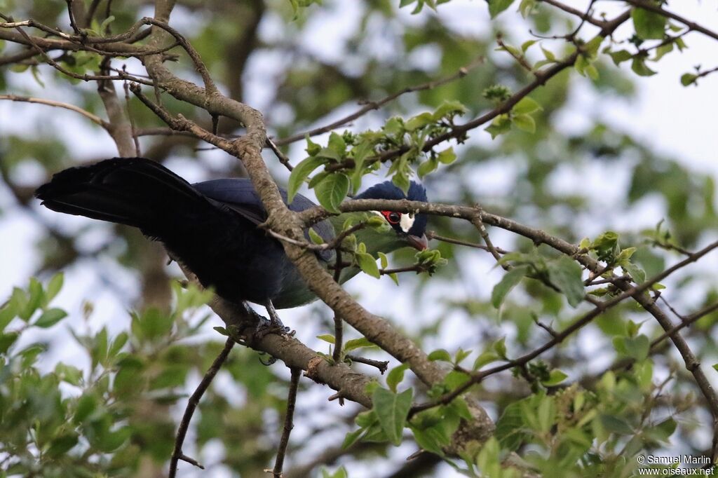 Hartlaub's Turaco male adult