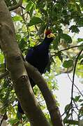 Ross's Turaco