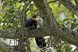 Ross's Turaco