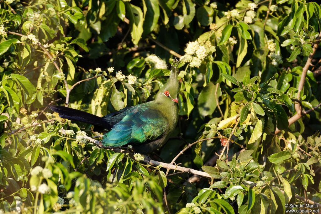 Schalow's Turaco male adult