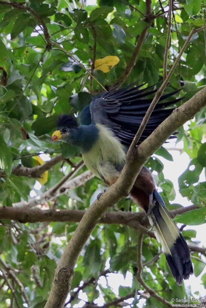 Great Blue Turacoadult