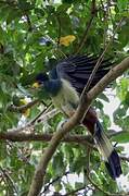 Great Blue Turaco