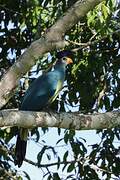 Great Blue Turaco