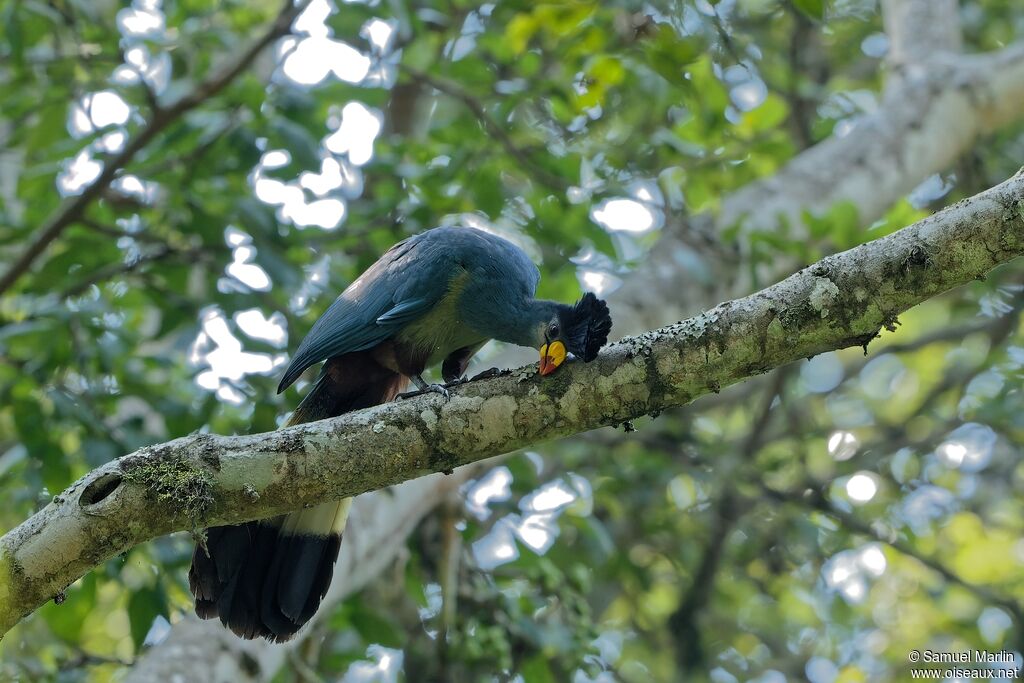 Great Blue Turaco