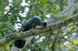 Great Blue Turaco