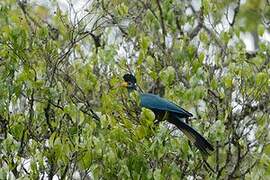 Great Blue Turaco