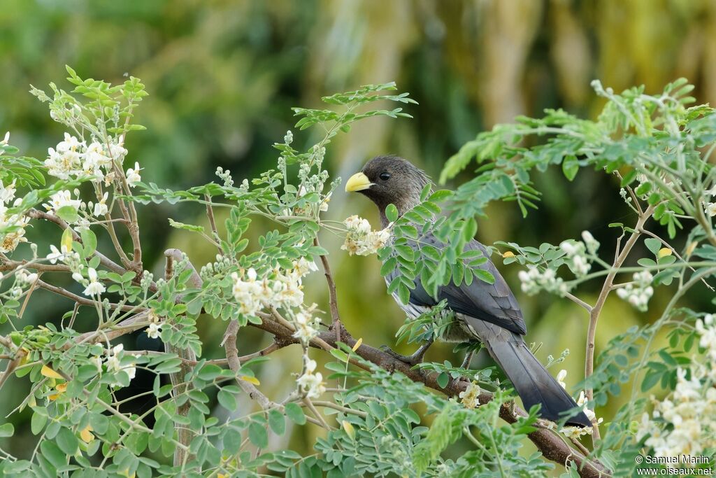 Western Plantain-eateradult