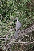 Bare-faced Go-away-bird