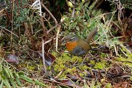 Chucao Tapaculo