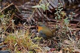 Chucao Tapaculo