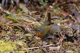 Chucao Tapaculo