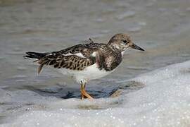 Ruddy Turnstone