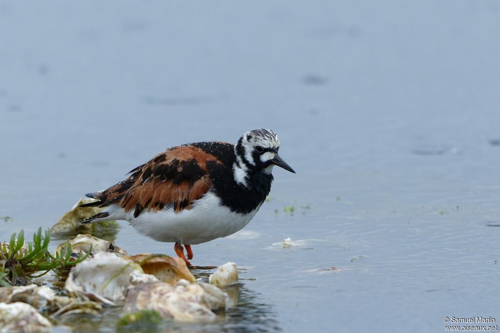 Ruddy Turnstone male adult