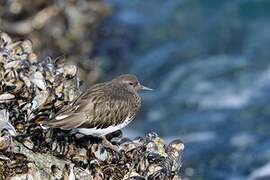 Black Turnstone