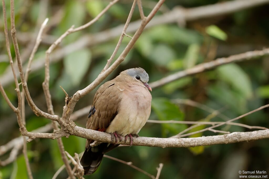 Blue-spotted Wood Doveadult