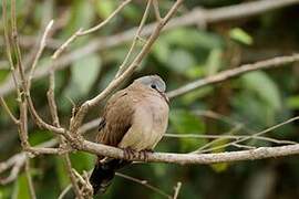 Blue-spotted Wood Dove