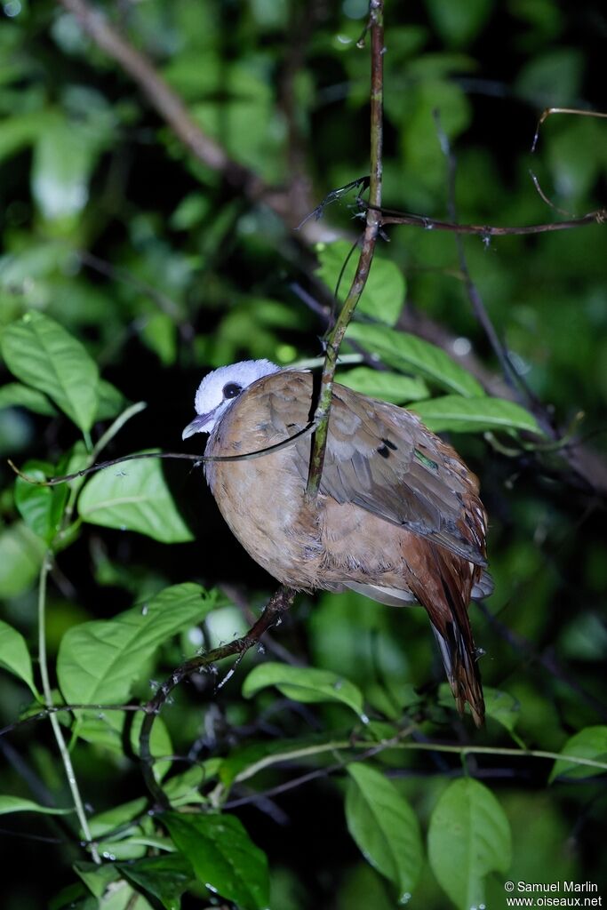Tourtelette demoiselle