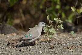 Emerald-spotted Wood Dove