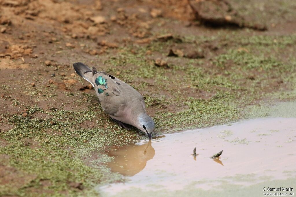 Emerald-spotted Wood Doveadult, drinks