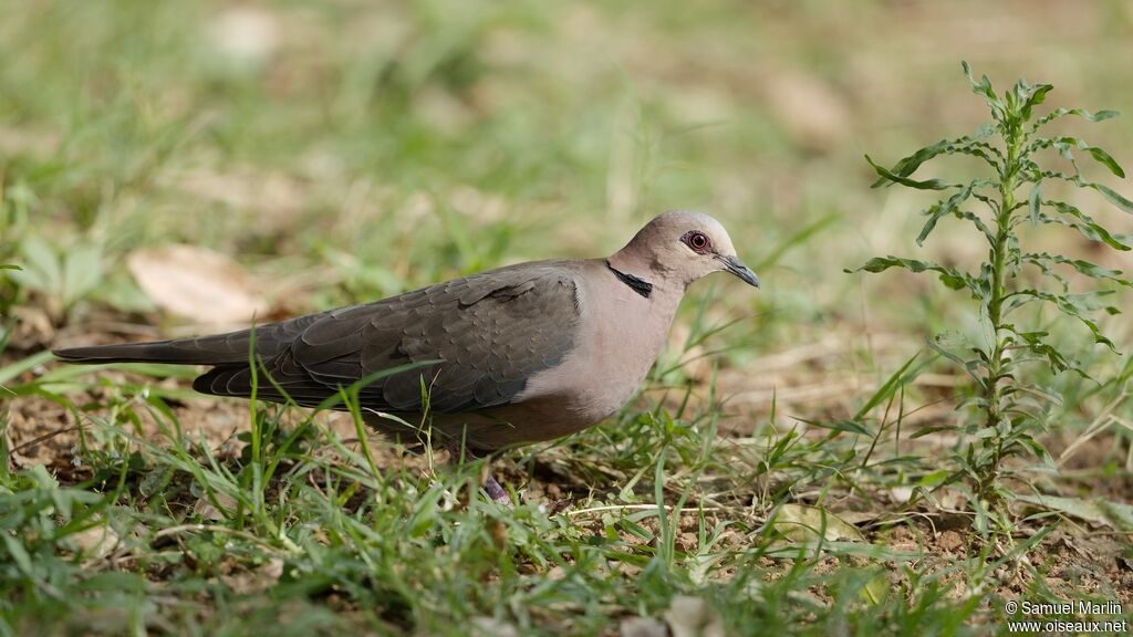 Red-eyed Doveadult