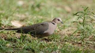 Red-eyed Dove