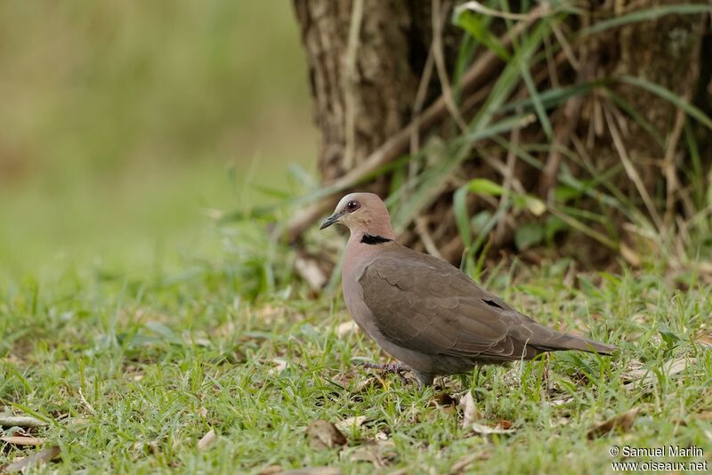 Red-eyed Doveadult