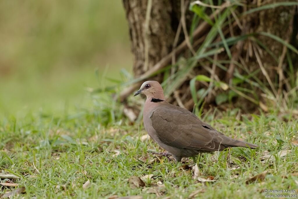 Red-eyed Doveadult