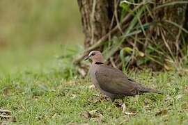 Red-eyed Dove