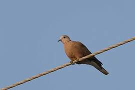 Red Collared Dove