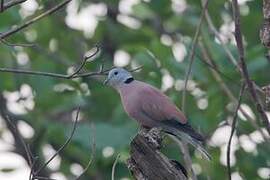 Red Collared Dove