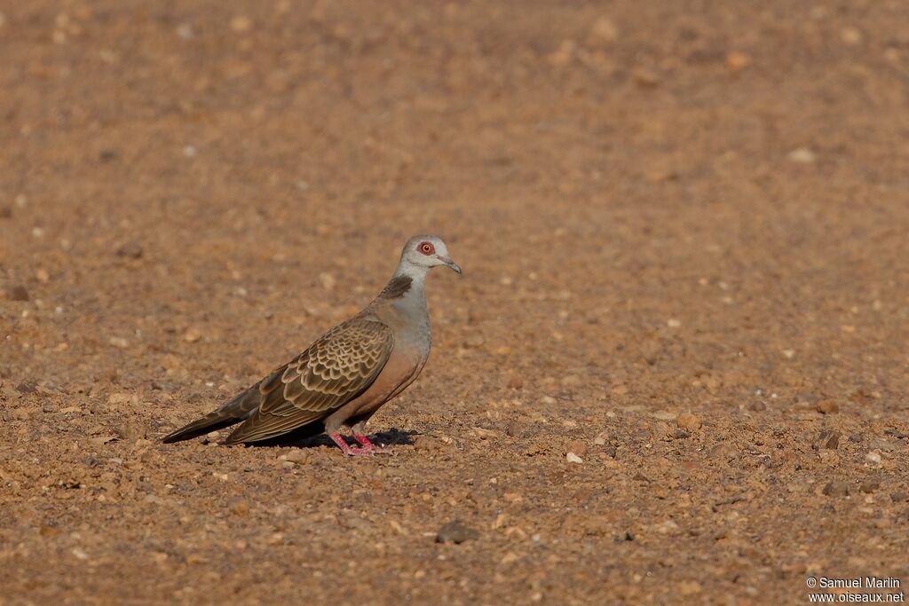 Adamawa Turtle Doveadult