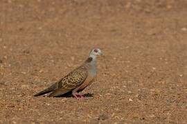 Adamawa Turtle Dove