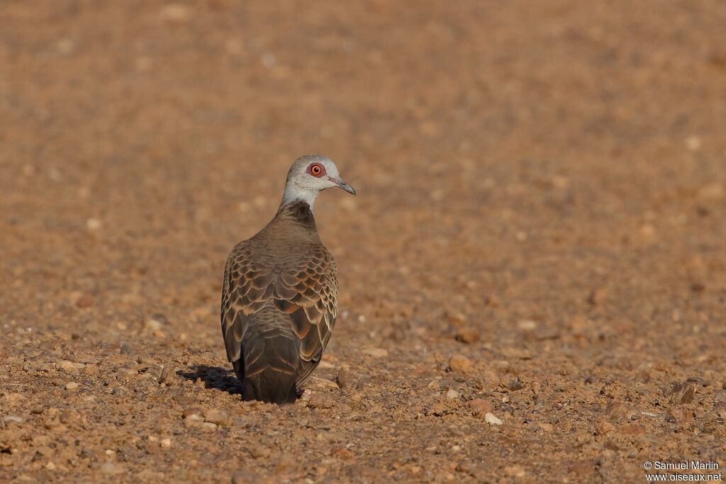 Adamawa Turtle Doveadult