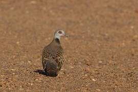 Adamawa Turtle Dove