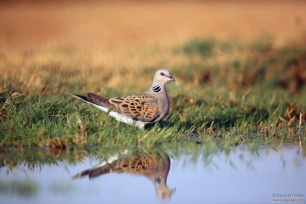 European Turtle Doveadult