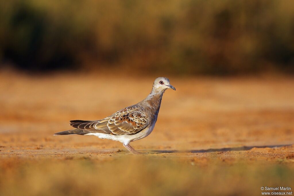 European Turtle Dove