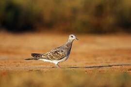 European Turtle Dove