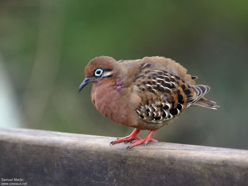 Galapagos Doveadult, identification