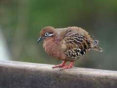 Tourterelle des Galapagos