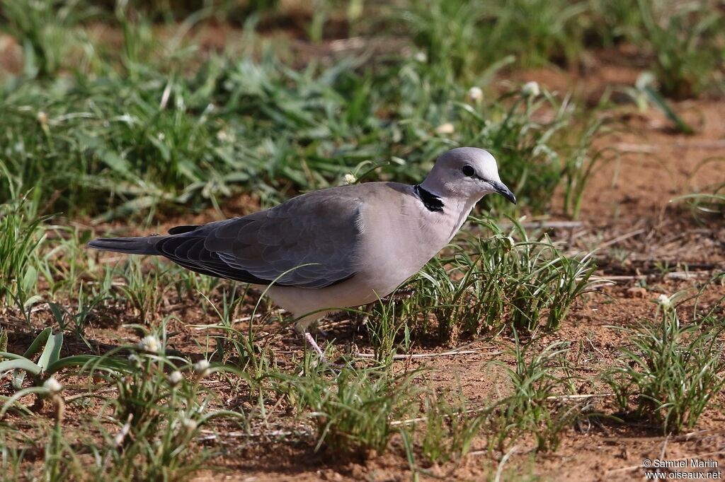 Ring-necked Doveadult